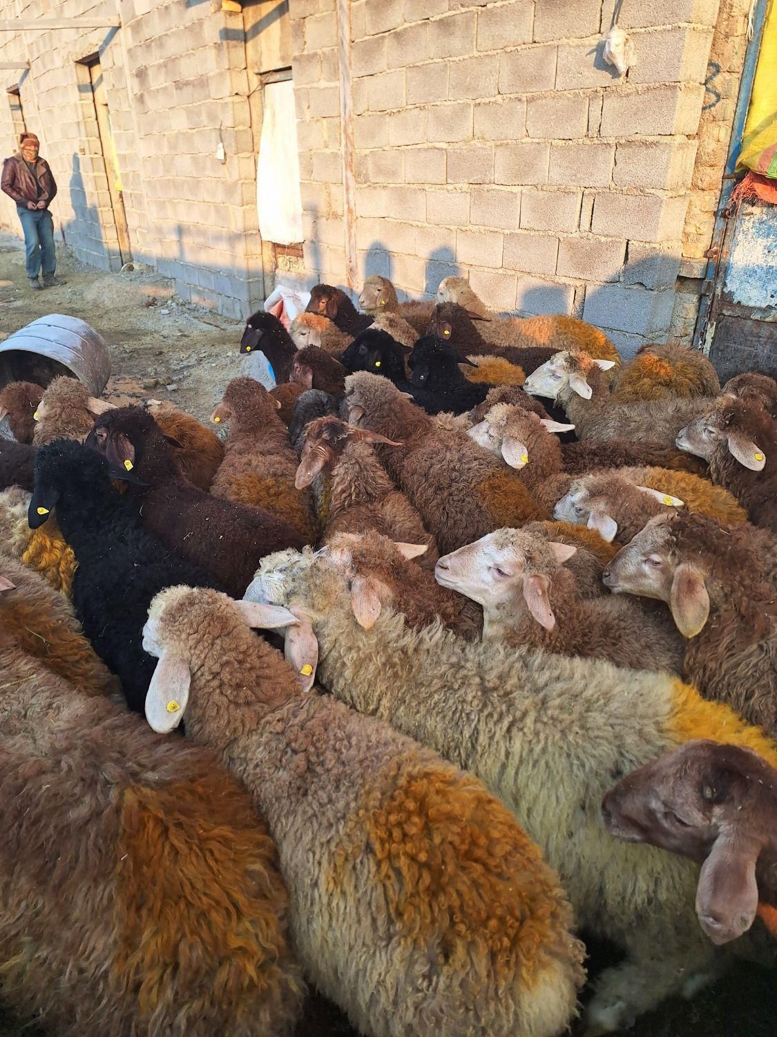 گوسفند زنده دشت مغان دام پارس آباد و اردبیل|حیوانات مزرعه|کرج, اصفهانی‌ها|دیوار