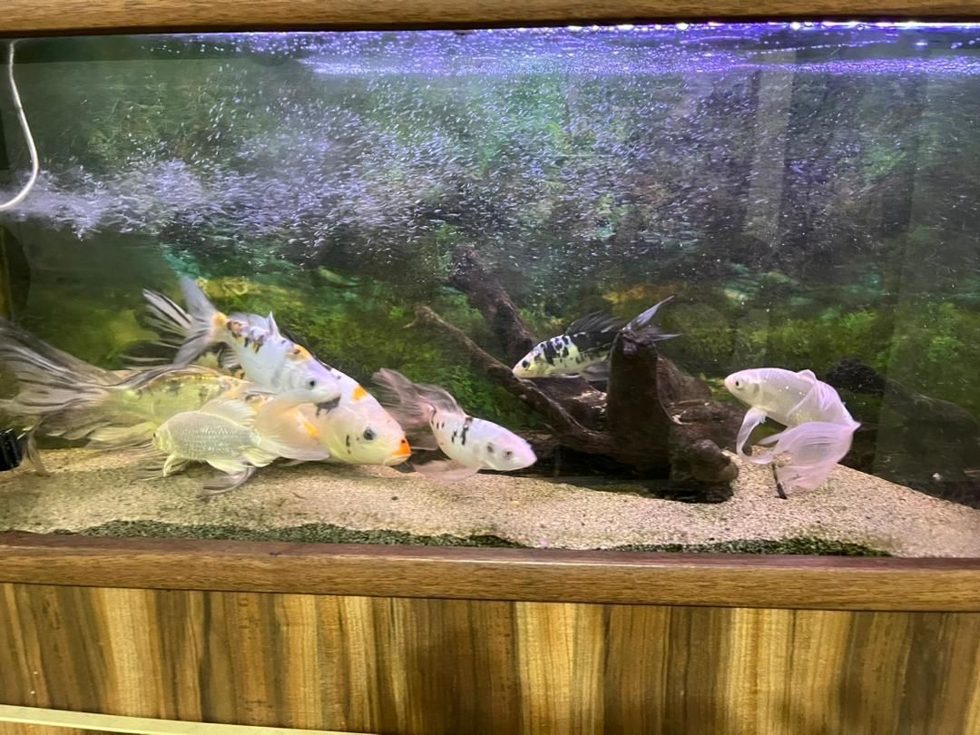 فروش ماهیهای کوی|ماهی|رشت, سیا اسطلخ|دیوار