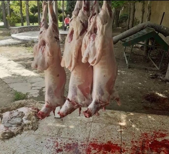 گوسفند شاهین ویلا باغستان زنده با کشتارگاه بهداشتی|حیوانات مزرعه|کرج, شاهین‌ویلا|دیوار