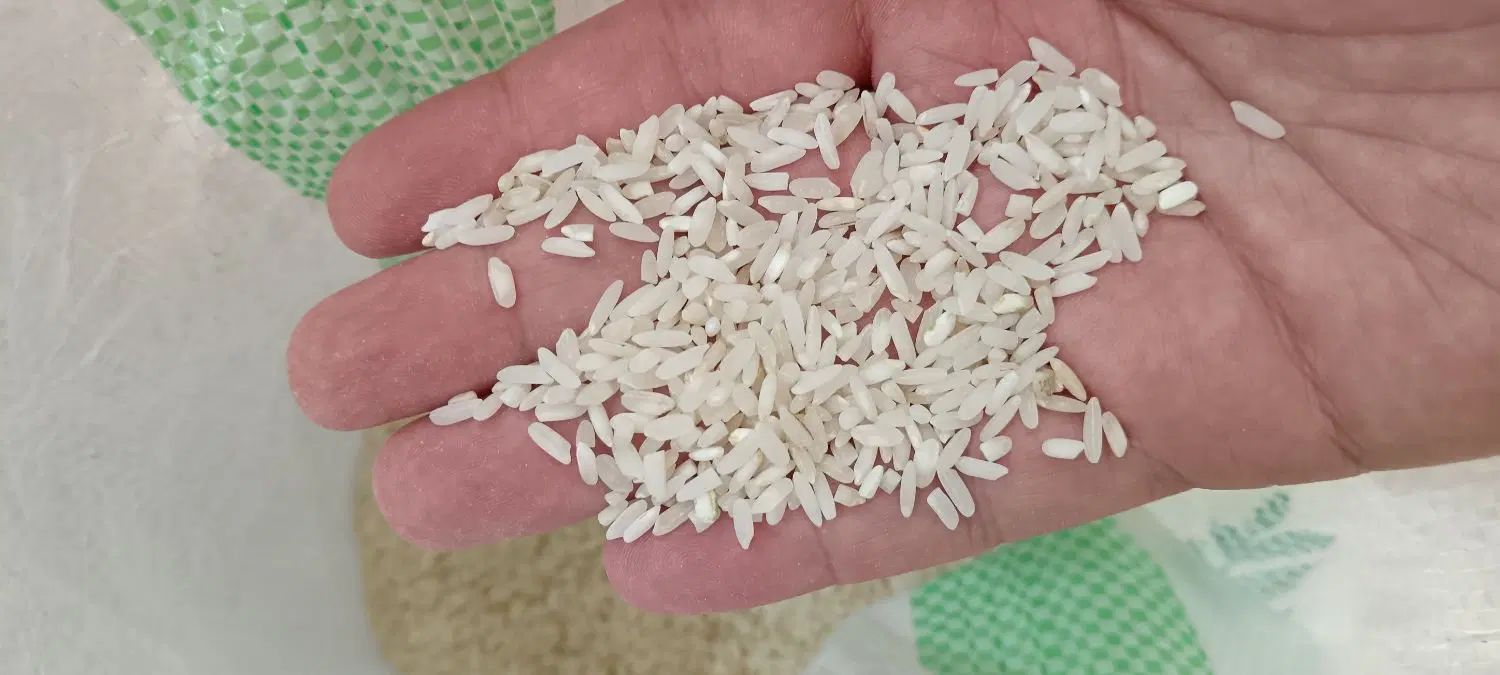 فروش برنج لنجان و عنبربو خالص|خوردنی و آشامیدنی|اصفهان, شیخ طوسی|دیوار