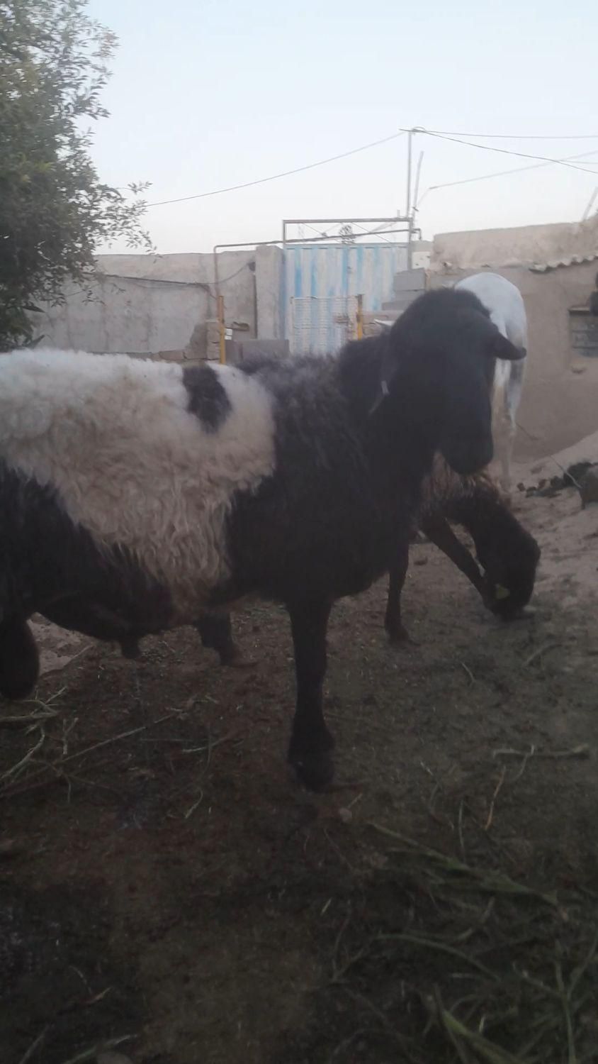 قوچ همو دورگ افشار در قوچان|حیوانات مزرعه|مشهد, گلبرگ شمالی|دیوار