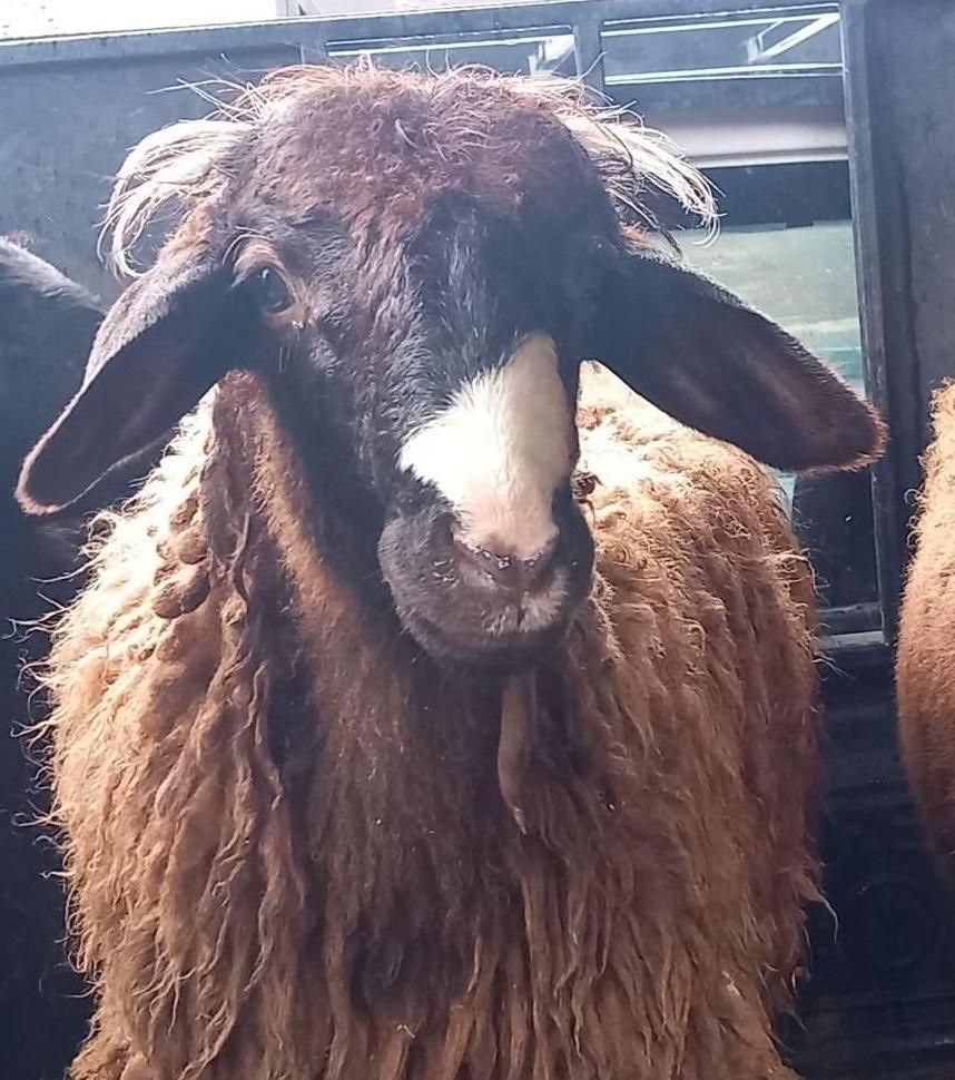 بره وگوسفندقربانی عقیقع.خون ریزی|حیوانات مزرعه|قزوین, |دیوار