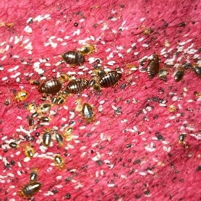 سمپاشی ساس سم پاشی سوسک تمام نقاط گارانتی شرکت اصل|خدمات نظافت|تهران, تهرانپارس غربی|دیوار