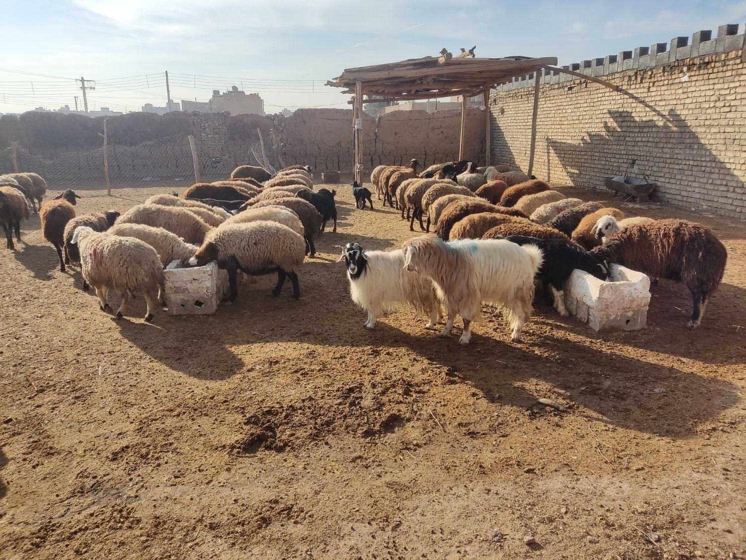 مرکز فروش گوسفند زنده بره نذری عقیقه ،ملک شهر|حیوانات مزرعه|اصفهان, ملکشهر|دیوار