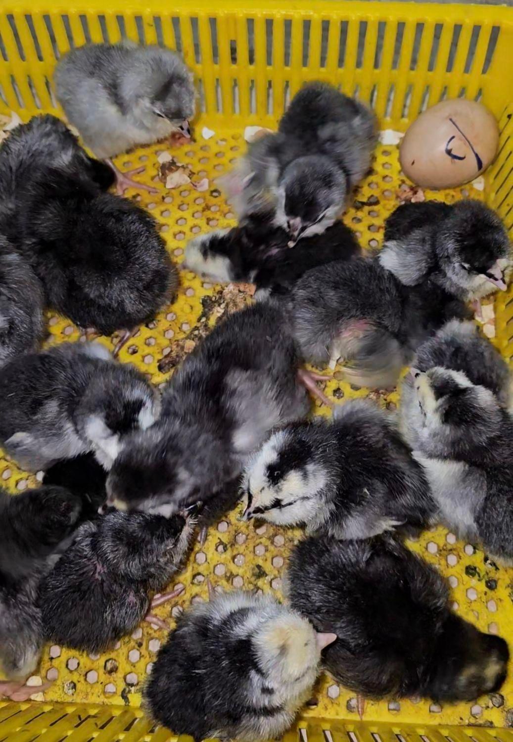 جوجه زینتی|حیوانات مزرعه|اراک, |دیوار