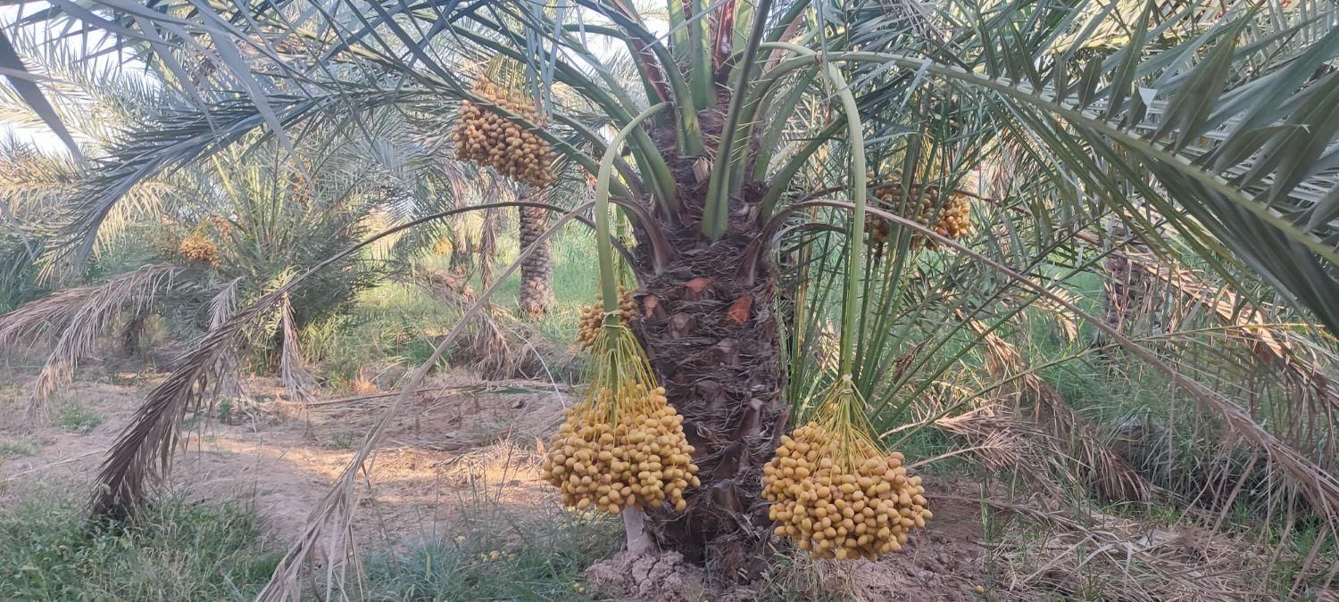 رطب وخارک برحی وبریم آبادان|خوردنی و آشامیدنی|کرج, گلستان|دیوار