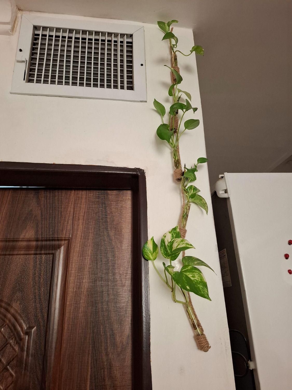 کار دست جای گل|گل و گیاه طبیعی|تهران, بهارستان|دیوار