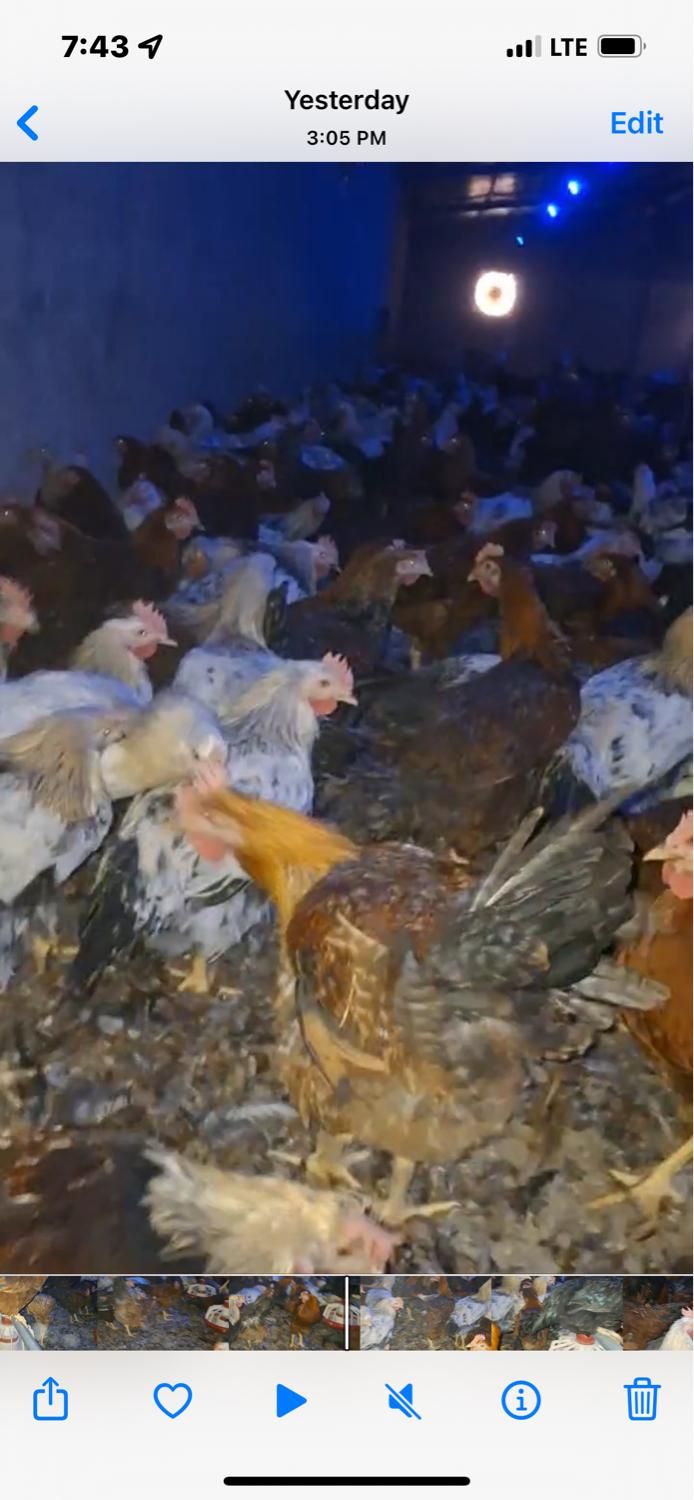 فروش نیمچه مرغ و خروس گلپایگانی ( محلی )|حیوانات مزرعه|ورامین, ورامین|دیوار