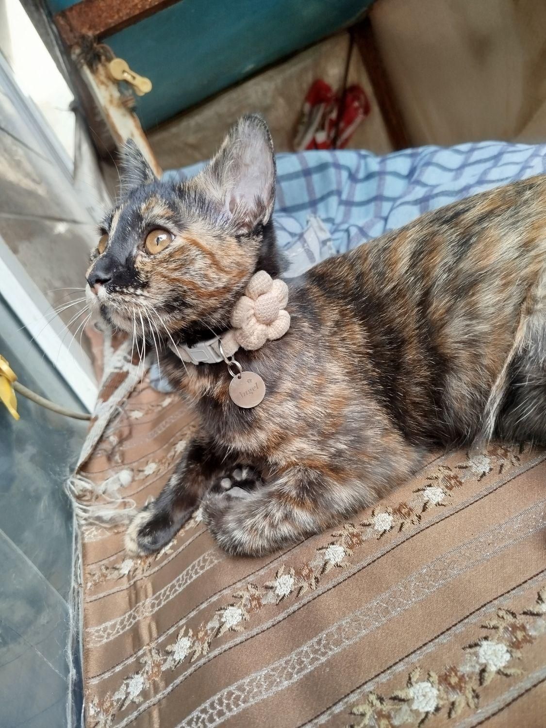 گربه|حیوانات|لواسان, |دیوار