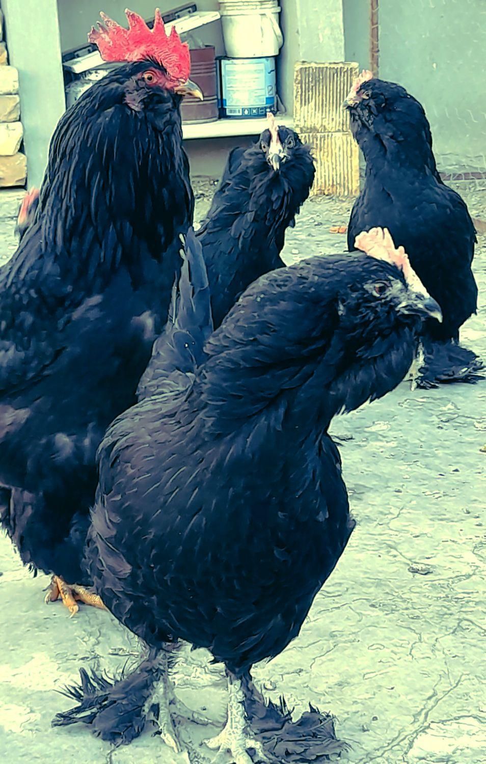 تخم مرغ نطفه دار نژاد مرندی|حیوانات مزرعه|نجفآباد, گلدشت|دیوار