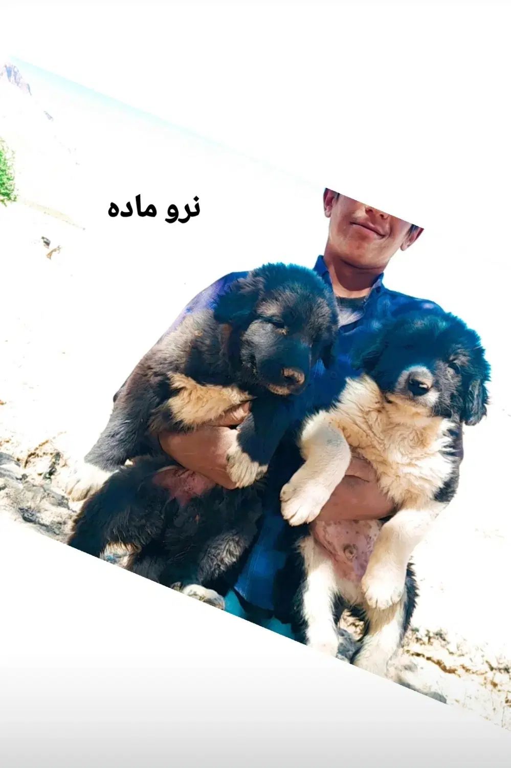 توله قدرجونی|سگ|اصفهان, خوراسگان|دیوار