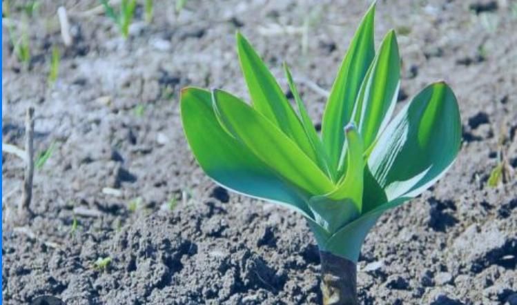 والک کوهی یا سیر کوهی|گل و گیاه طبیعی|تهران, تجریش|دیوار