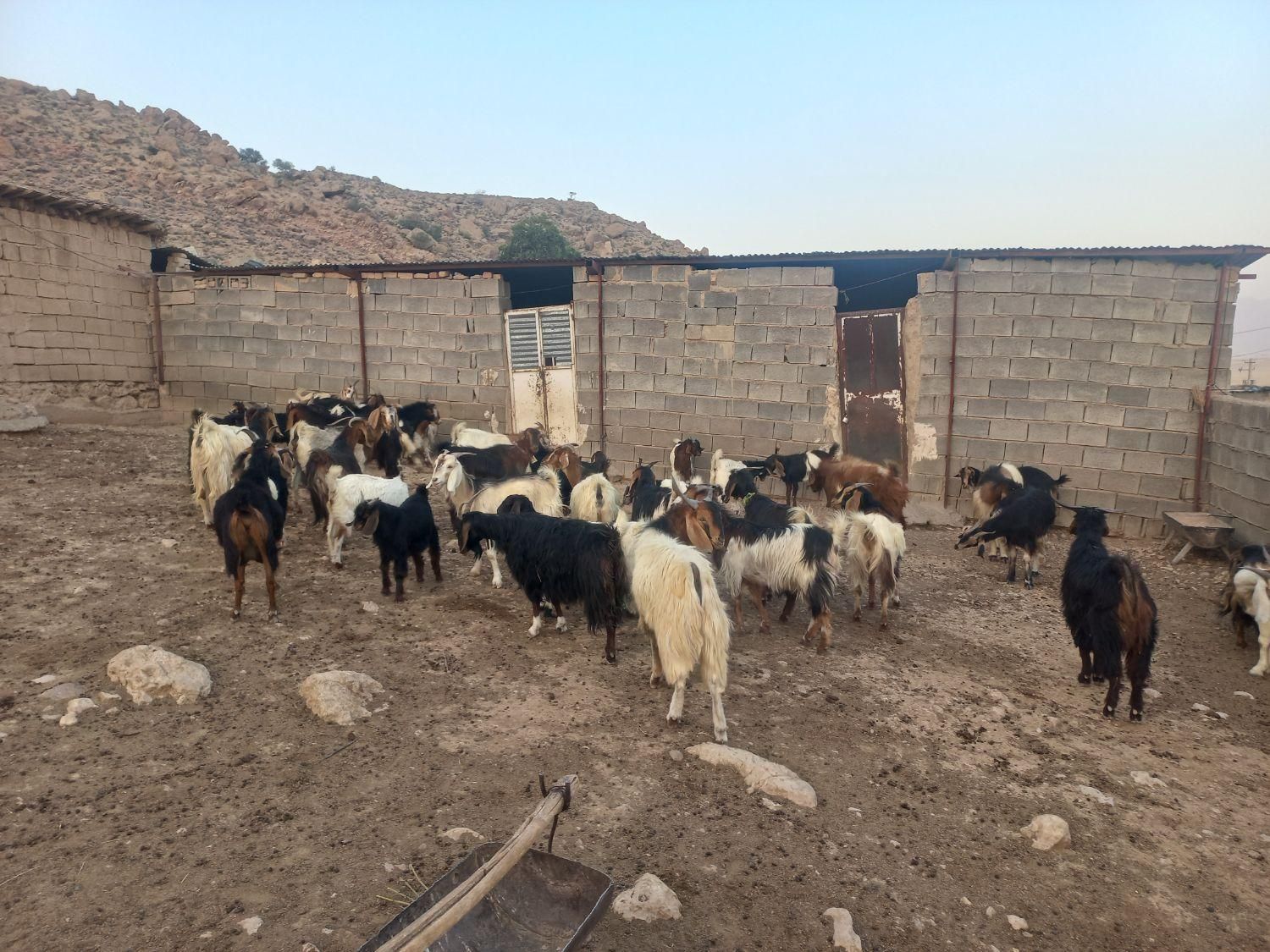 فروش گوسفند داشتی|حیوانات مزرعه|مرودشت, نقش رستم|دیوار