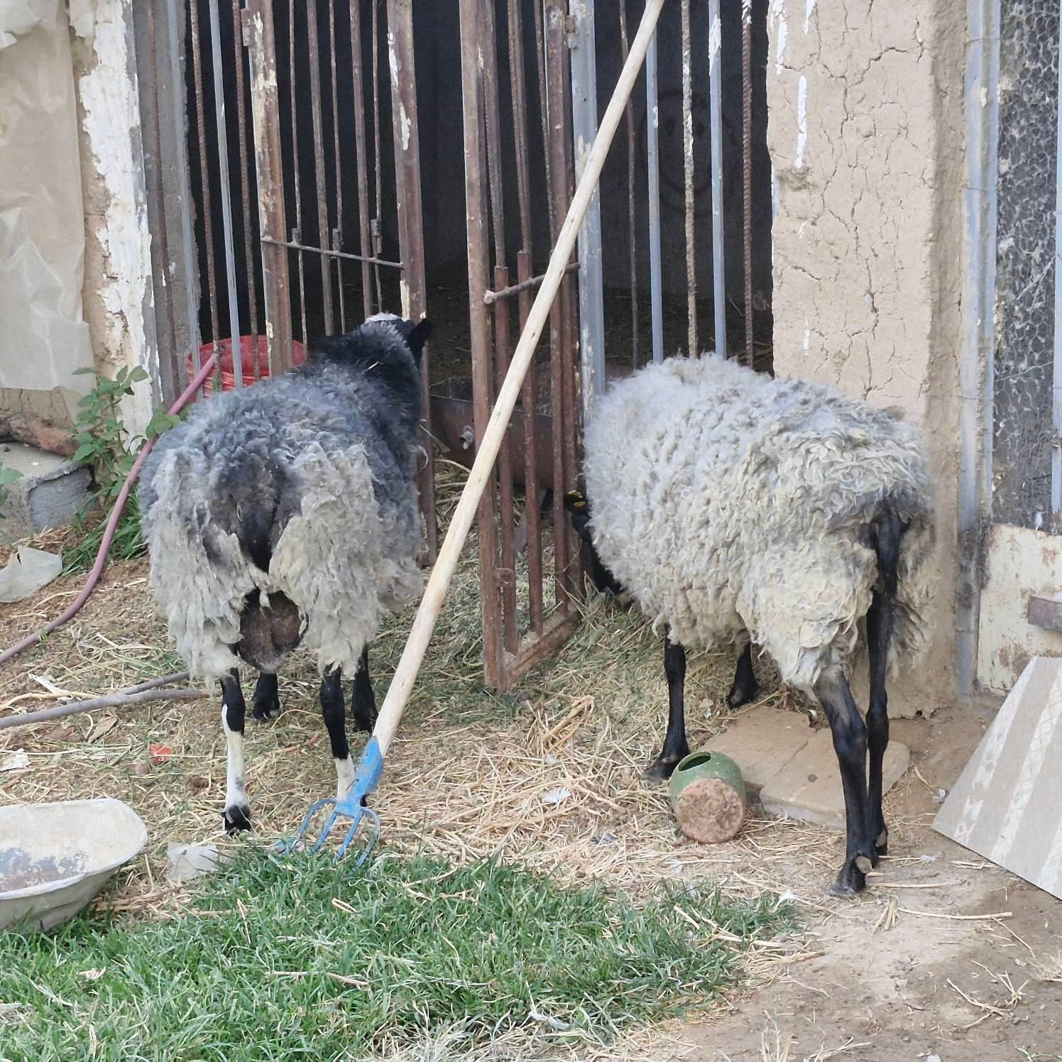 رومانف اصل و خالص|حیوانات مزرعه|کاشان, فین بزرگ|دیوار