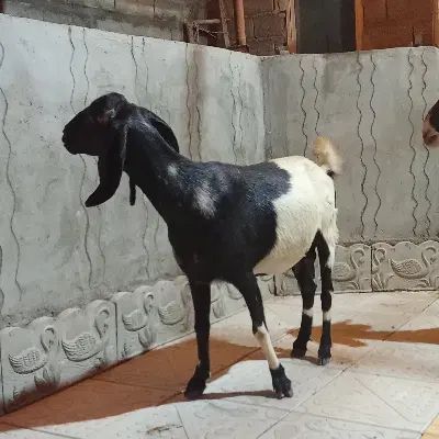 بز عراقی|حیوانات مزرعه|تبریز, |دیوار