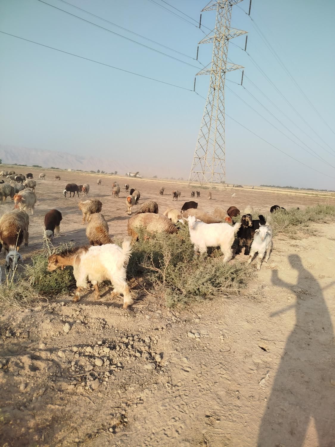 کهره سبک|حیوانات مزرعه|بهبهان, |دیوار