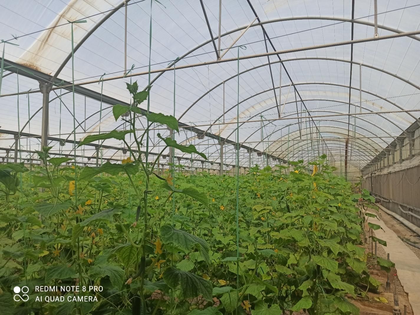 3هکتار گلخانه اسپانیایی با سند شش دانگ|فروش دفتر صنعتی، کشاورزی، تجاری|ورامین, ورامین|دیوار