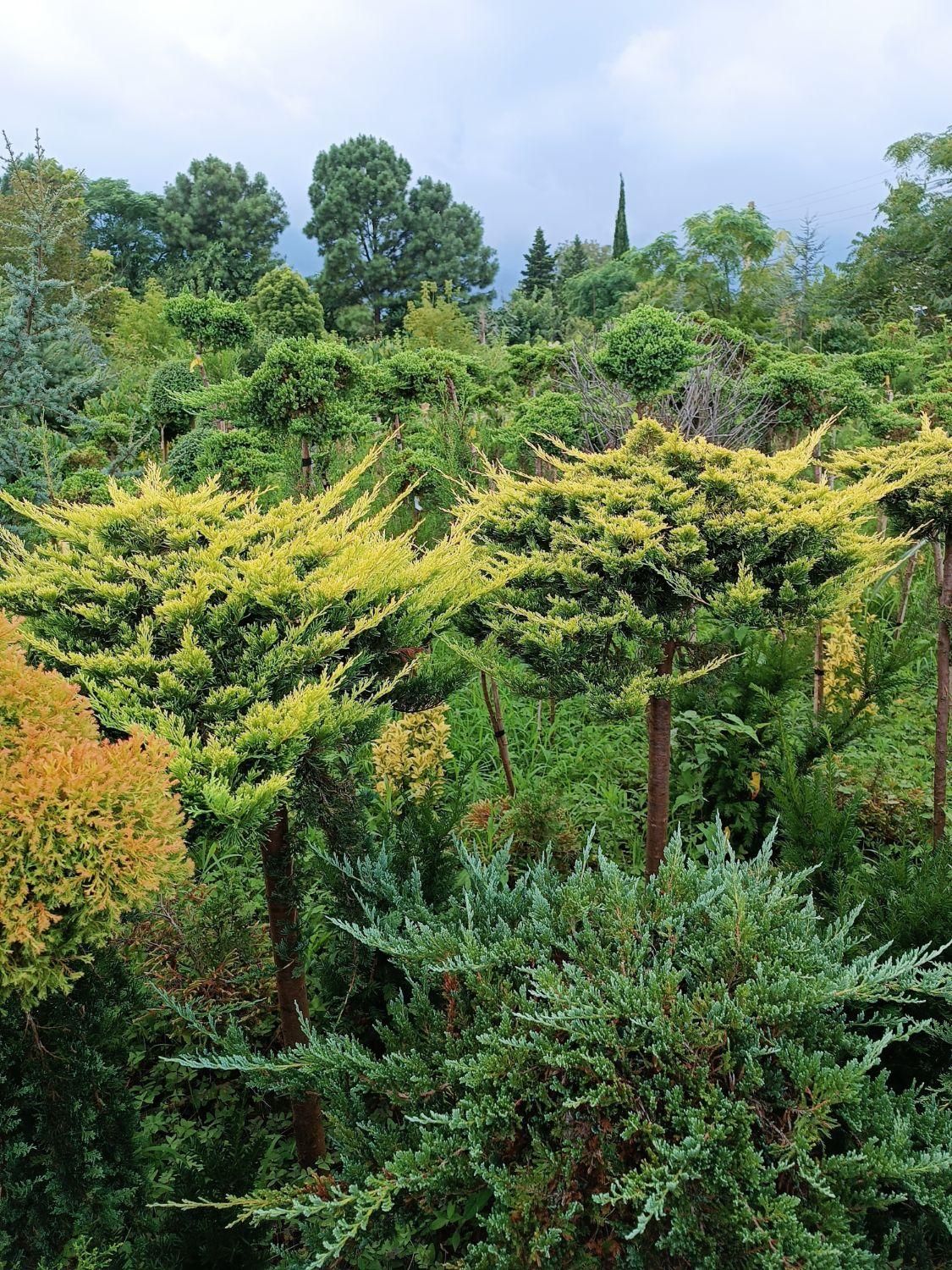 تولید و عرضه انواع و گیاه|خدمات باغبانی و درختکاری|کلاردشت, |دیوار