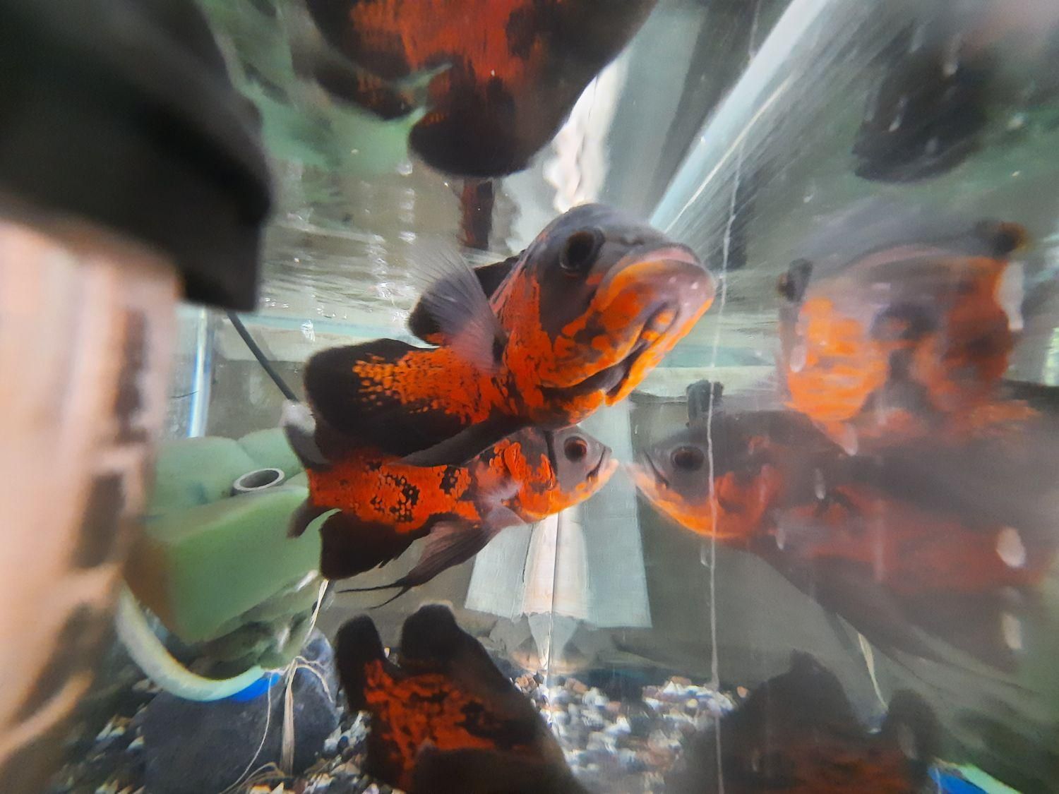 ماهی اسکار سلطنتی رد.حلزون سیب.|ماهی|کاشان, دانش|دیوار