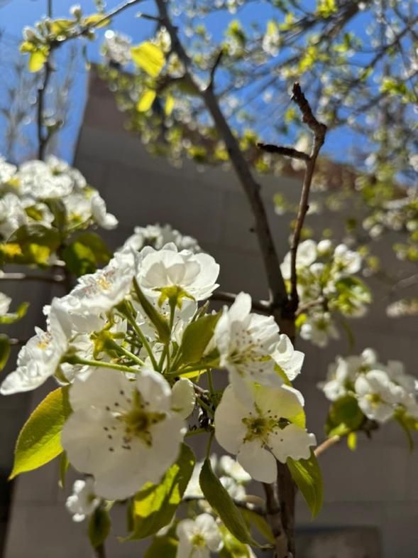 اجاره ویلا استخردار ابگرم لوکس|اجارهٔ کوتاه‌مدت ویلا و باغ|اصفهان, رهنان|دیوار