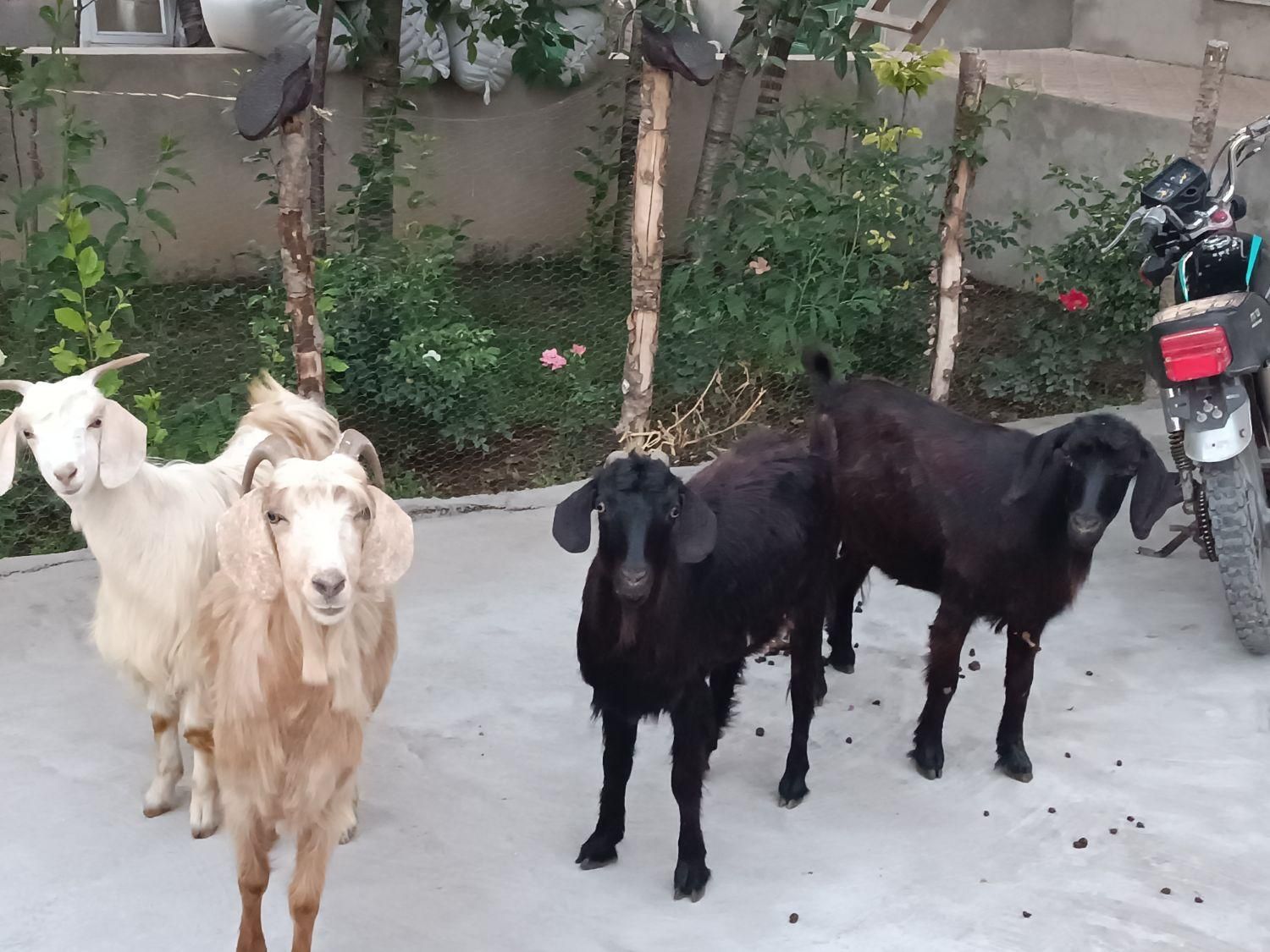 4تا بز ماده همگی جوان|حیوانات مزرعه|اردبیل, |دیوار