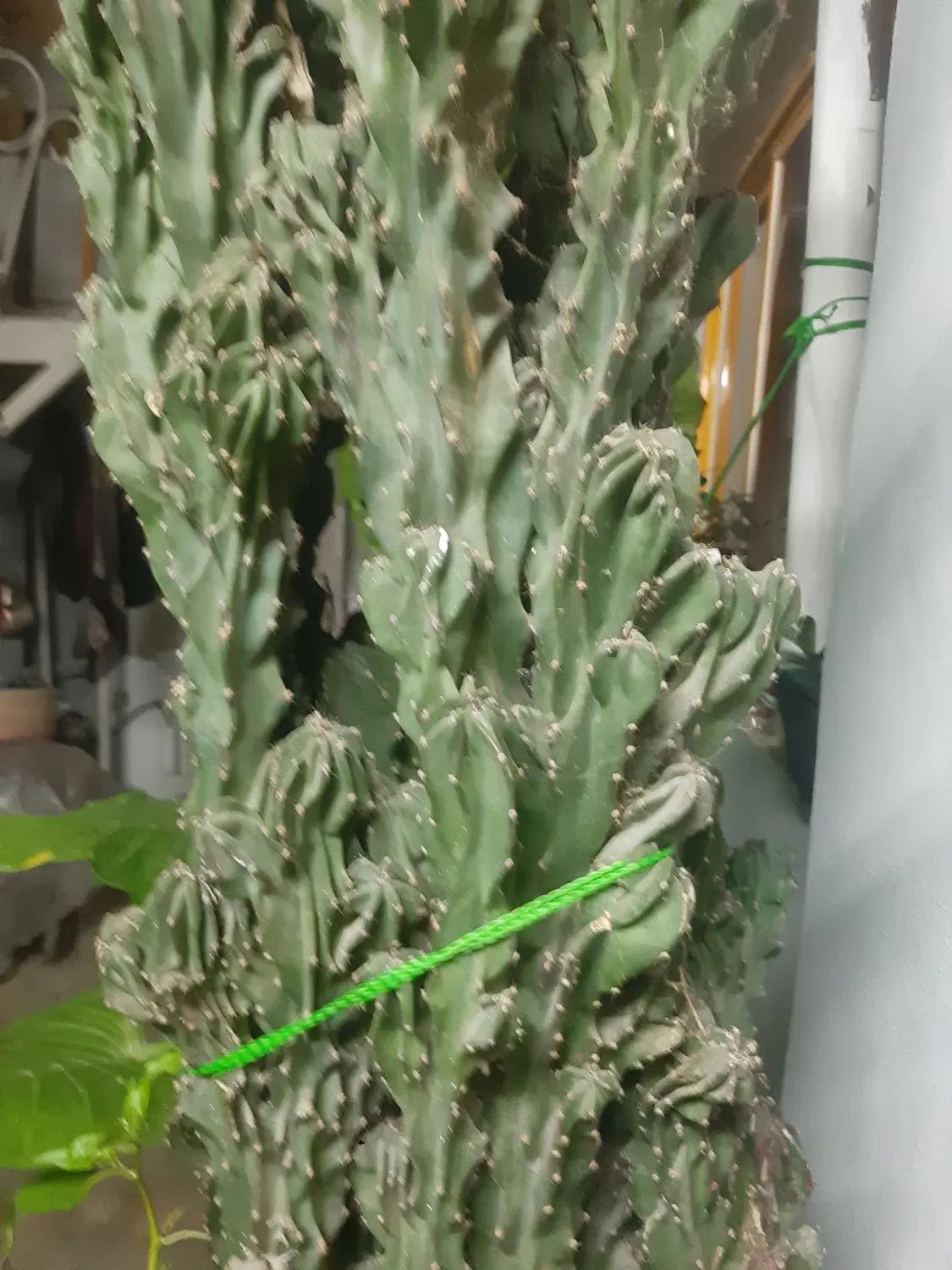 گل صخره|گل و گیاه طبیعی|رشت, شالکو|دیوار