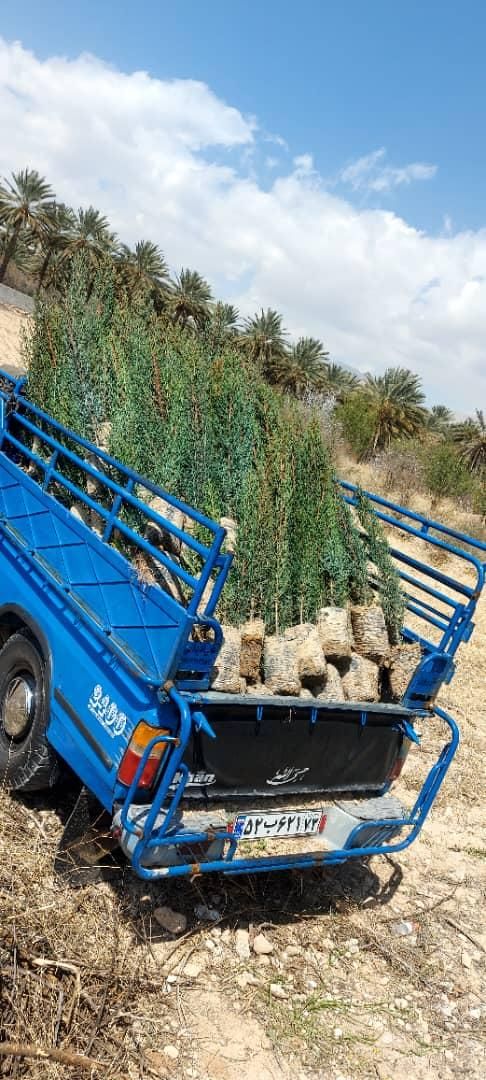 سرو ناز شیراز، کاج کله قندی و توپی مشهد.کاج تهران|خدمات باغبانی و درختکاری|شیراز, دکتر حسابی|دیوار