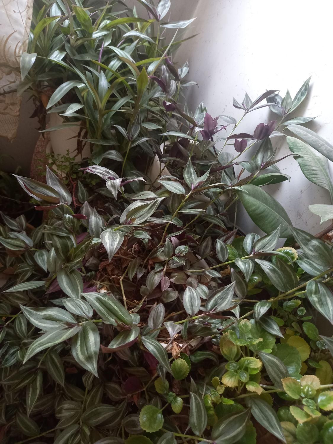 گل وگیاه طبیعی|گل و گیاه طبیعی|اصفهان, دشتستان|دیوار