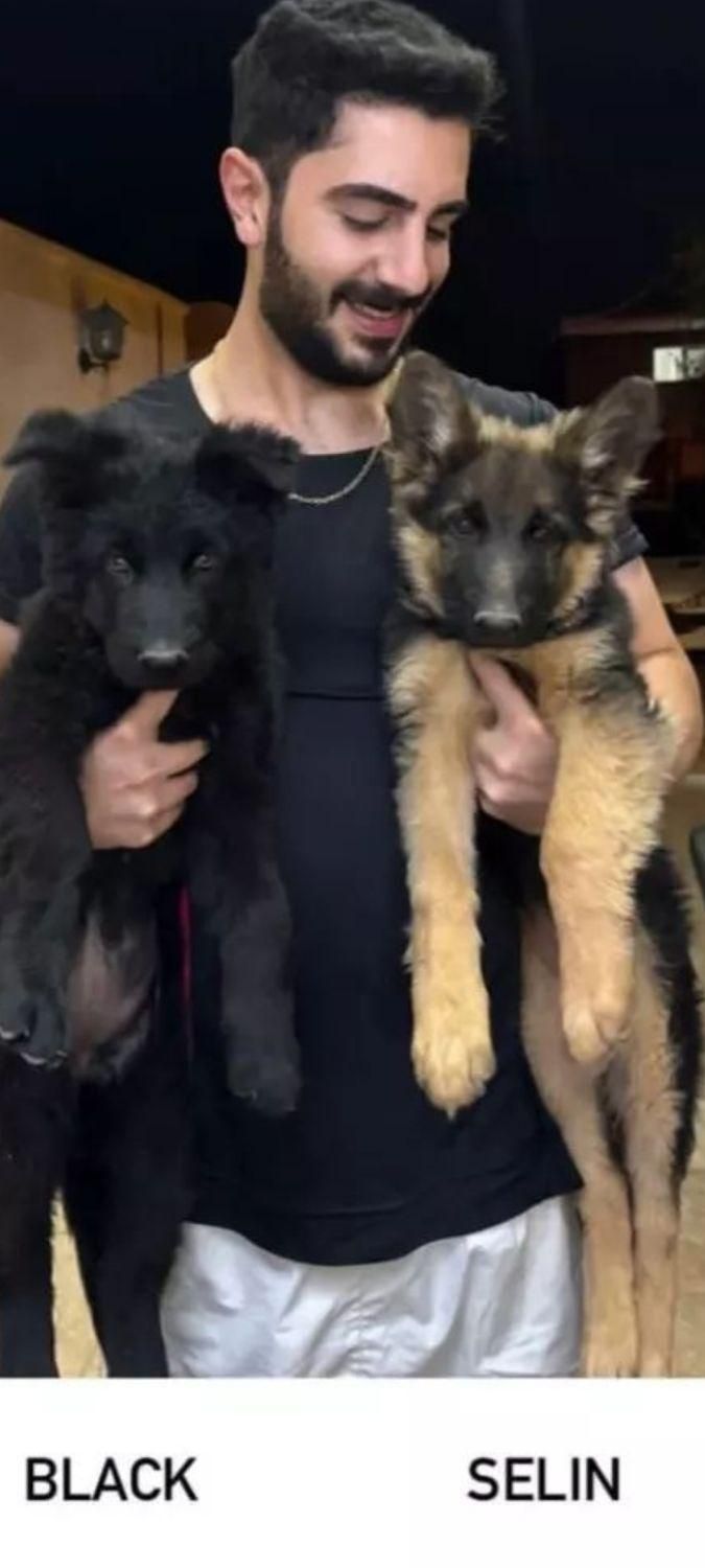 توله ژرمن اصیل|سگ|مشهد, امیریه|دیوار