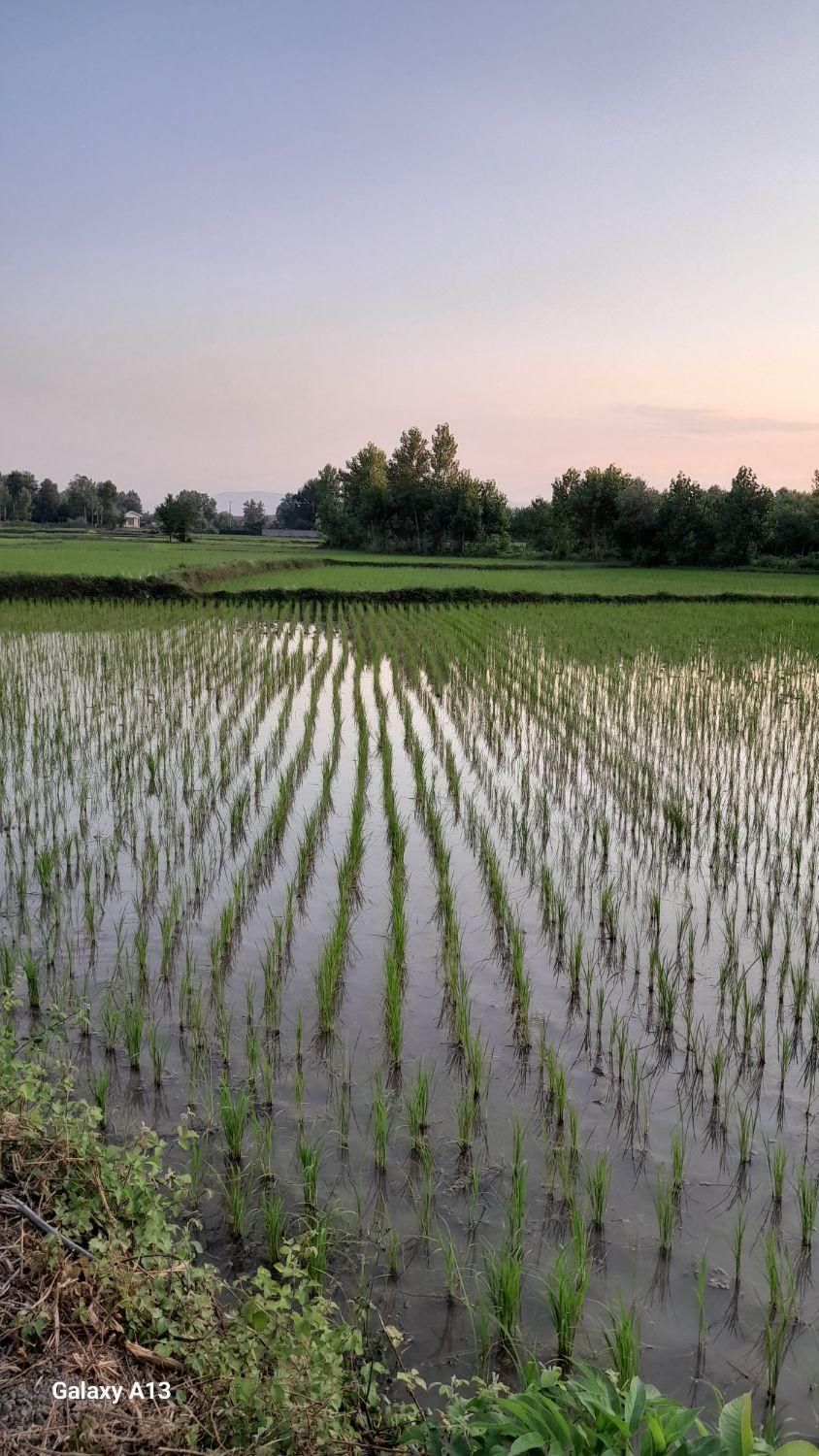 فروش زمین مسکونی با ویلای کلنگی|فروش زمین و ملک کلنگی|سنگر, |دیوار