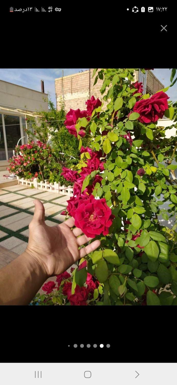 تصویر 2