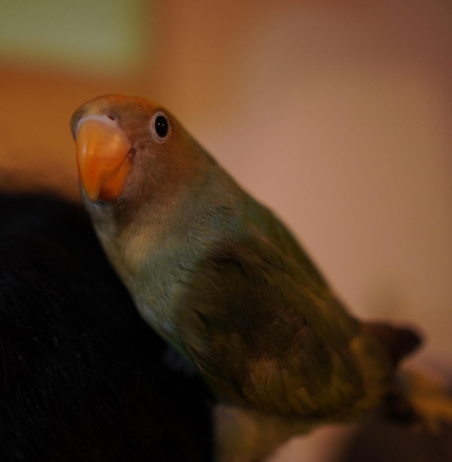 طوطی برزیلی گمشده (مژدگانی داره)|پرنده|آستانه اشرفیه, |دیوار