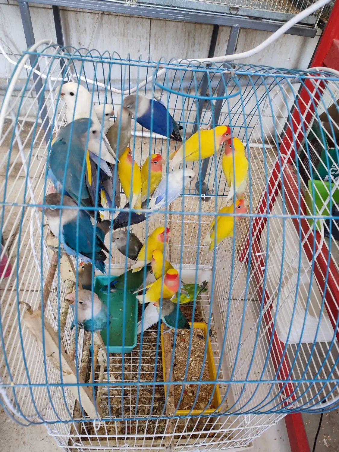 کوتوله،مرغ عشق،انواع طوطی وفنچ،مرغ مینای سخنگو|پرنده|بروجن, |دیوار