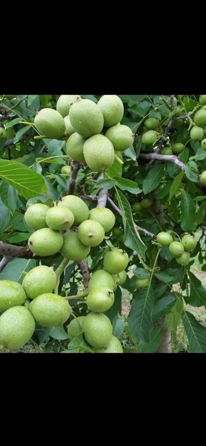 تکاندن گردو|خدمات باغبانی و درختکاری|کرج, کلاک نو|دیوار