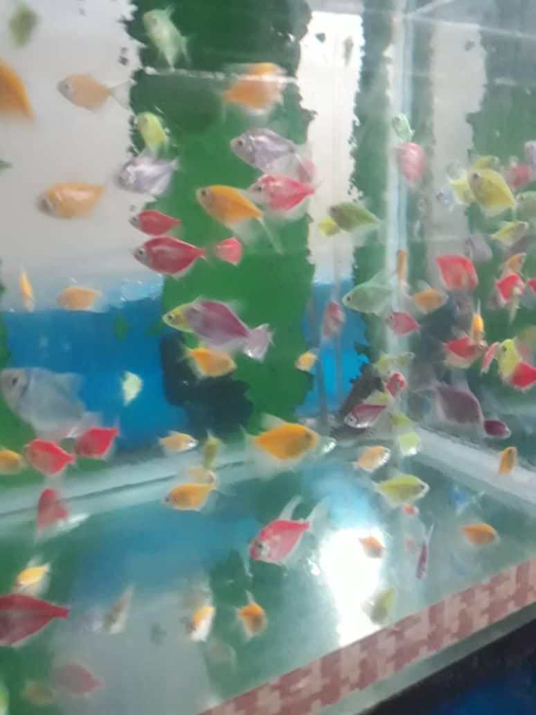 کالر پلاتی زبرا آنجل|ماهی|پاکدشت, پاکدشت (مامازند)|دیوار