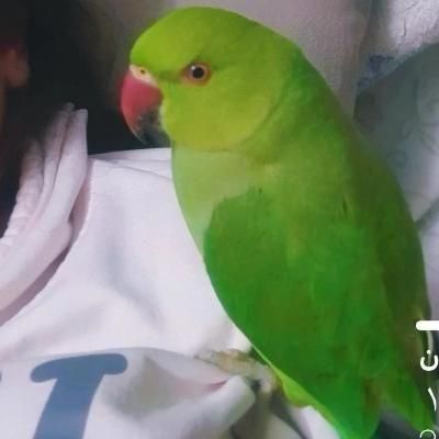 طوطی ملنگو|پرنده|کرمان, |دیوار