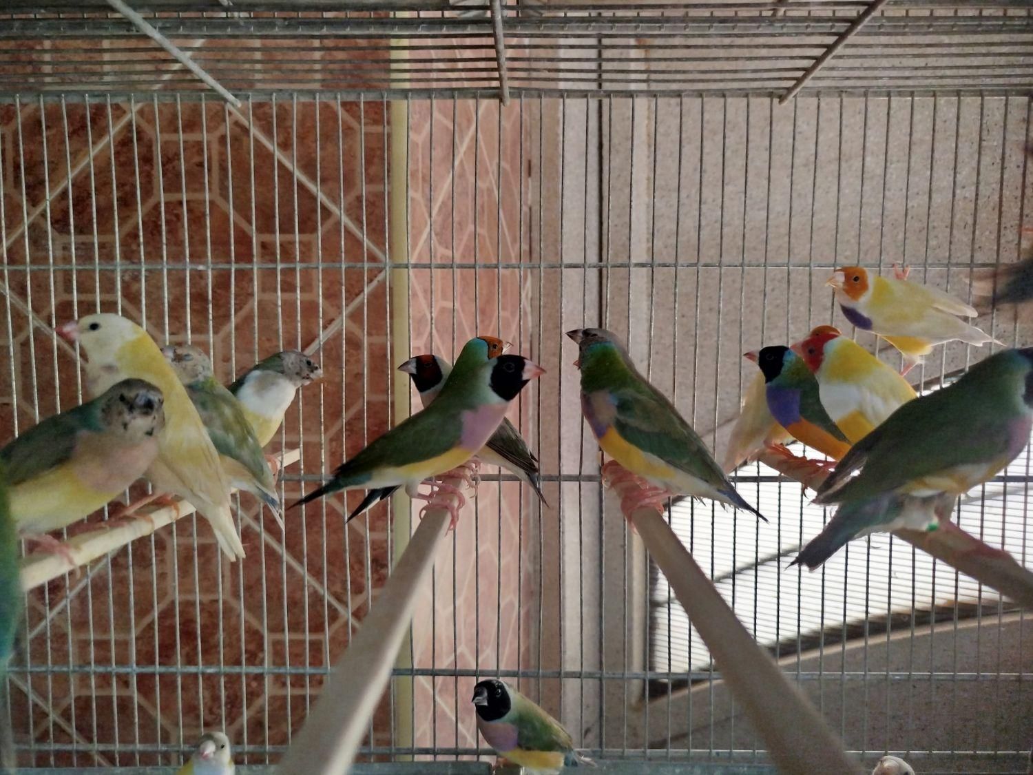 جوجه فنج گلدین|پرنده|اصفهان, ارغوانیه|دیوار