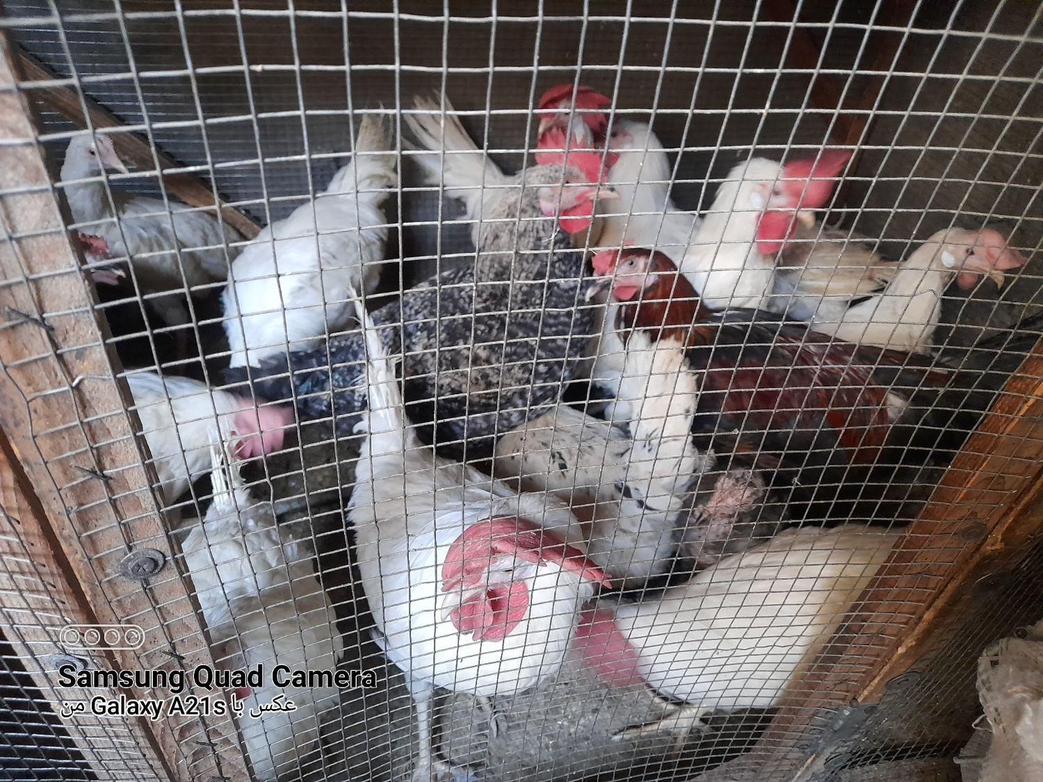 مرغ و خروس زنده. مرغ . خروس خونی. گوشتی خانگی|حیوانات مزرعه|مشهد, قائم|دیوار