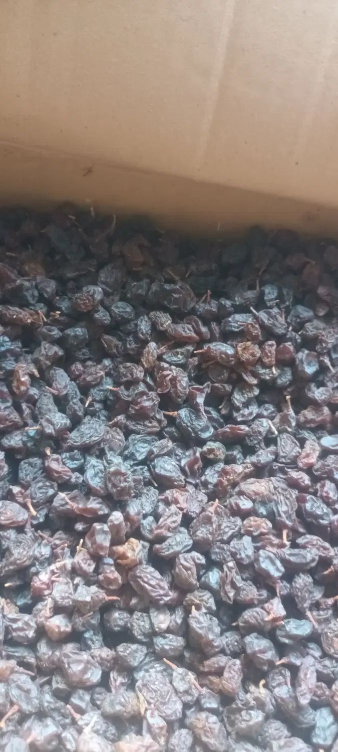 کشمش مویز آفتابی درشت گوشت دار|خوردنی و آشامیدنی|تهران, فلاح|دیوار