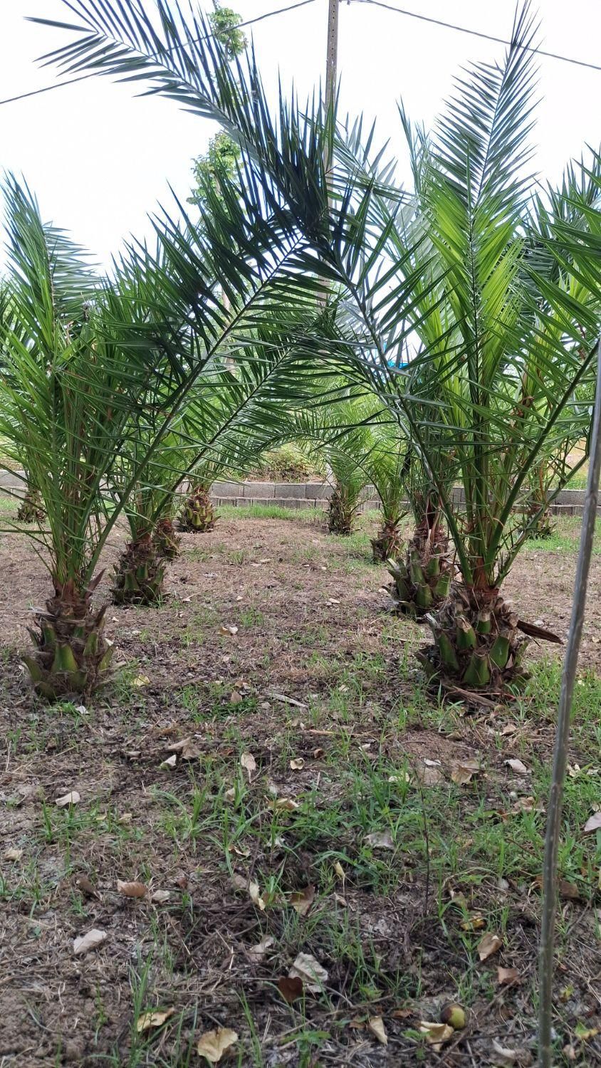 نخل فونیکس|خدمات باغبانی و درختکاری|رشت, حومه رشت|دیوار