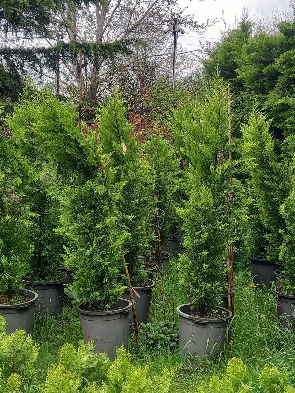 فروش و خرید انواع کاج و شمشاد طلای|خدمات باغبانی و درختکاری|قائمشهر, |دیوار