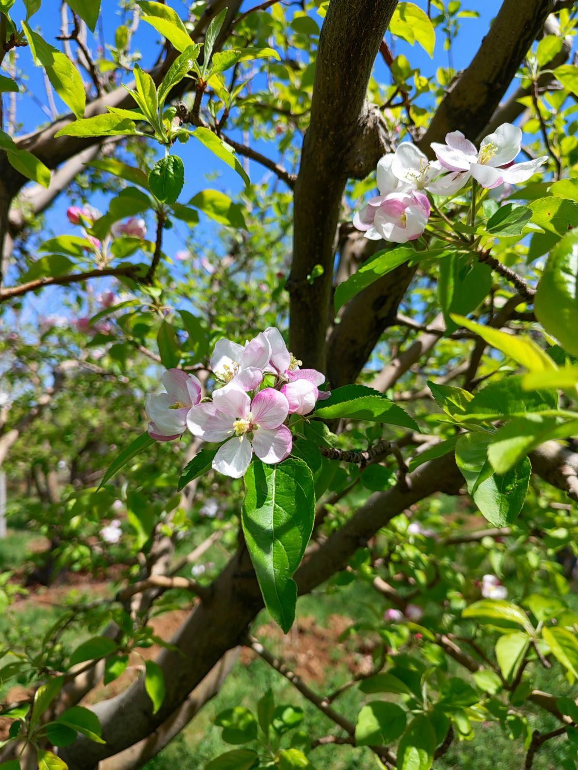 فروش باغ میوه 1050 متری در باغات روستای سیوان|فروش زمین و ملک کلنگی|مرند, |دیوار