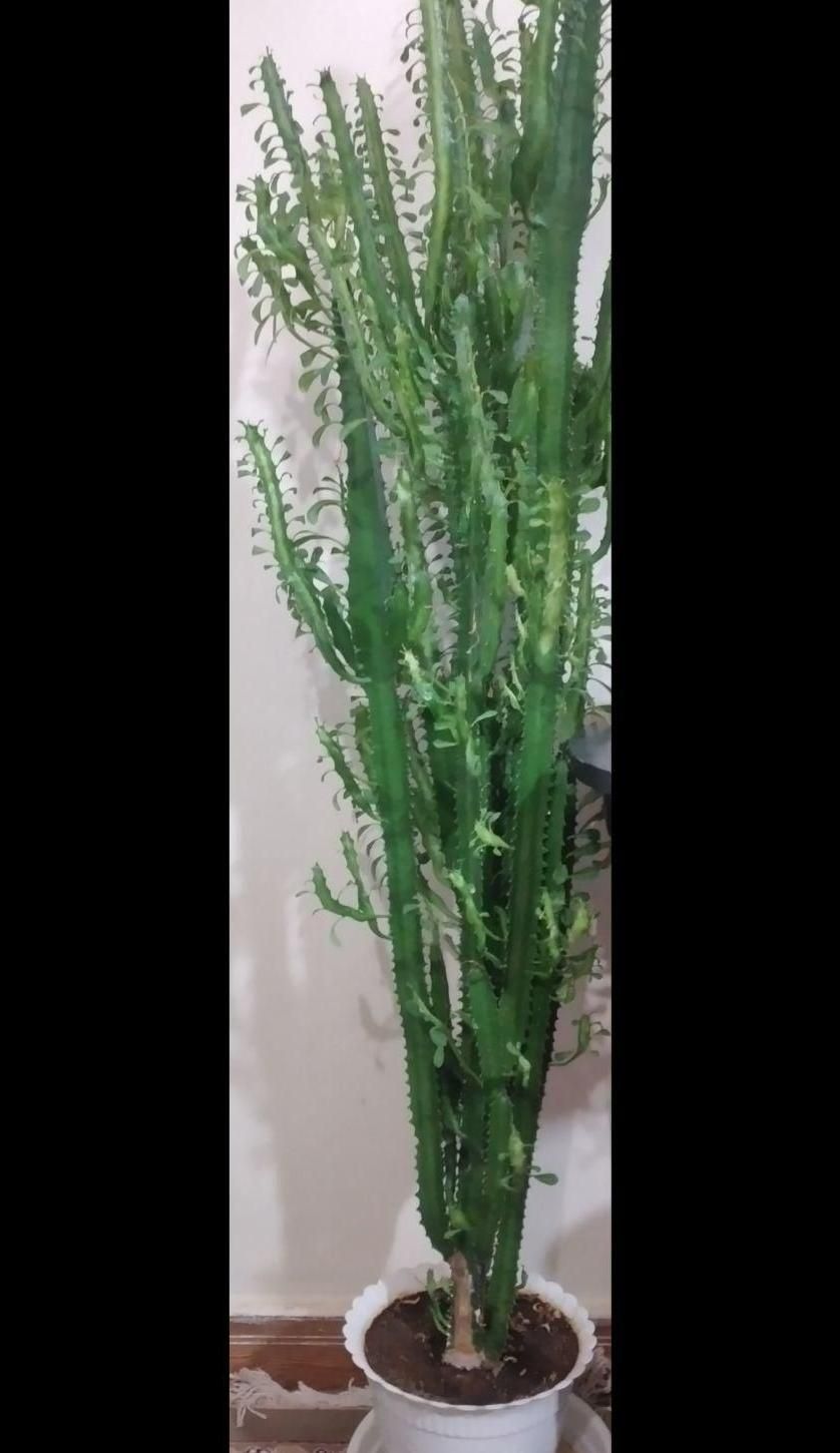 گل کاکتوس|گل و گیاه طبیعی|شهرکرد, |دیوار