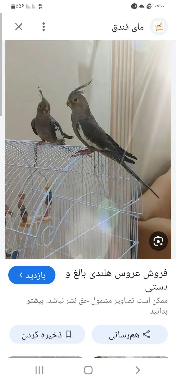 عروس هلندی گمشده|حیوانات|مشهد, رسالت|دیوار
