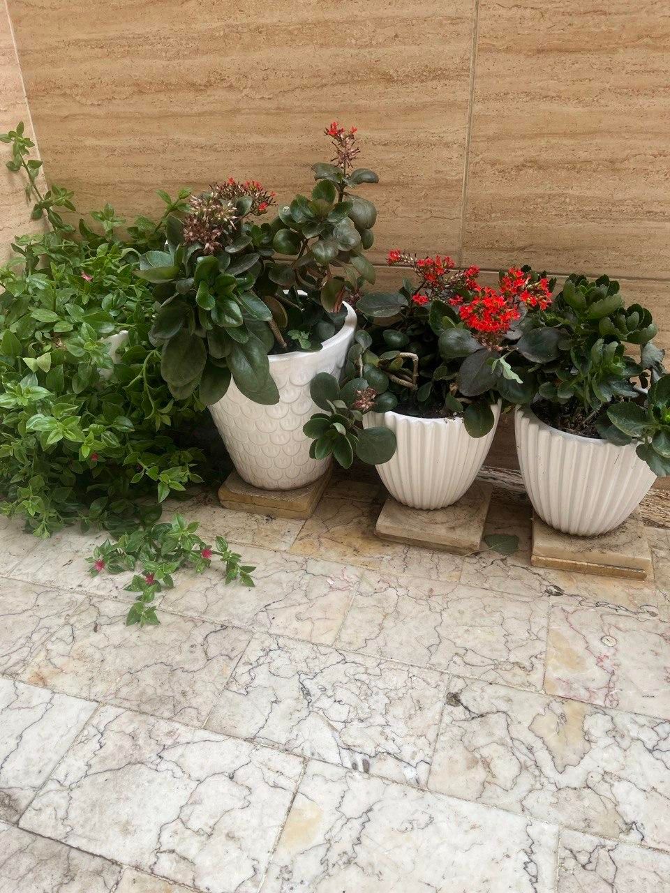 گل و گلدان|گل و گیاه طبیعی|رشت, رشتیان|دیوار