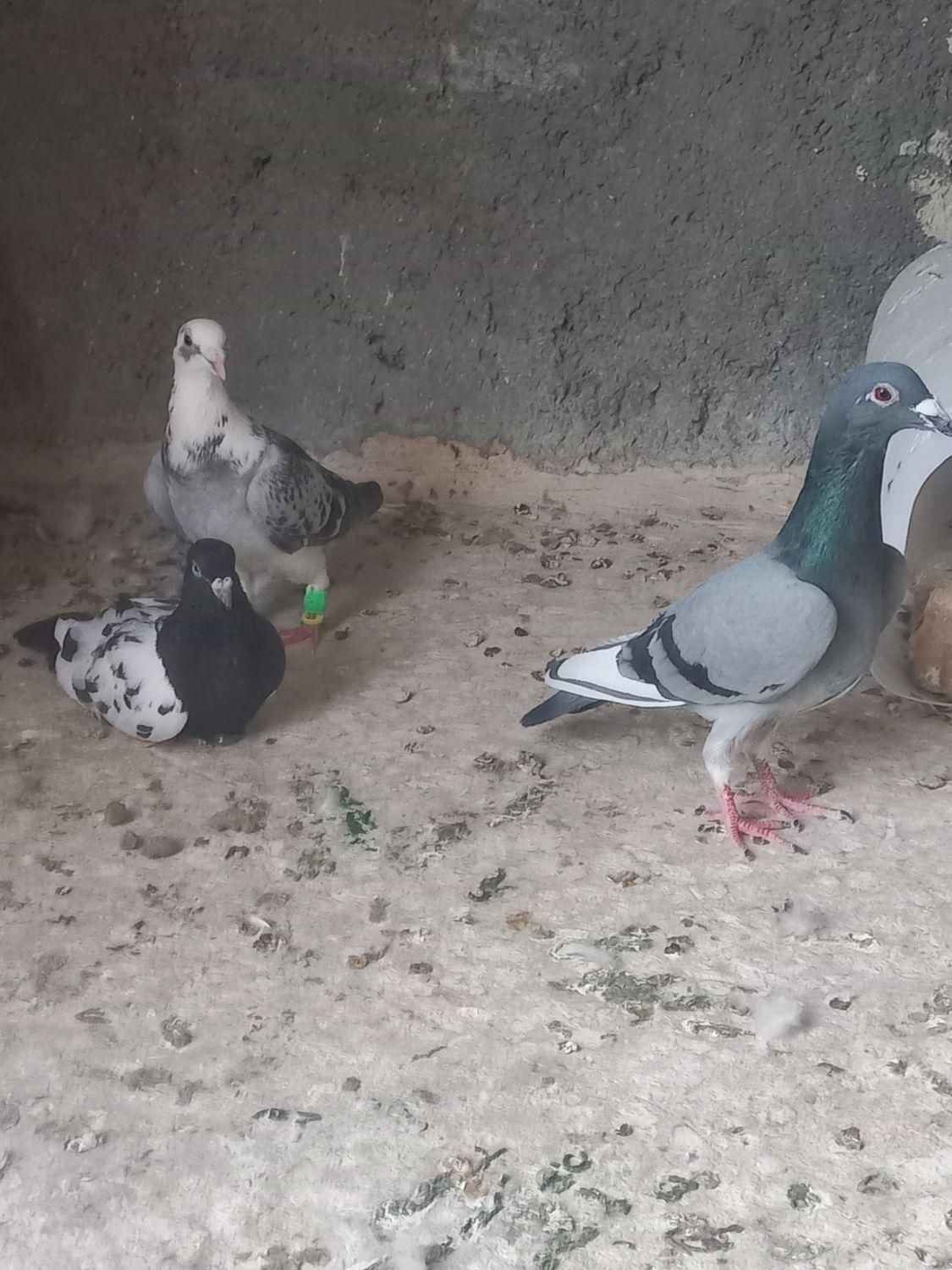 قره سبز|پرنده|تربت جام, مطهری|دیوار