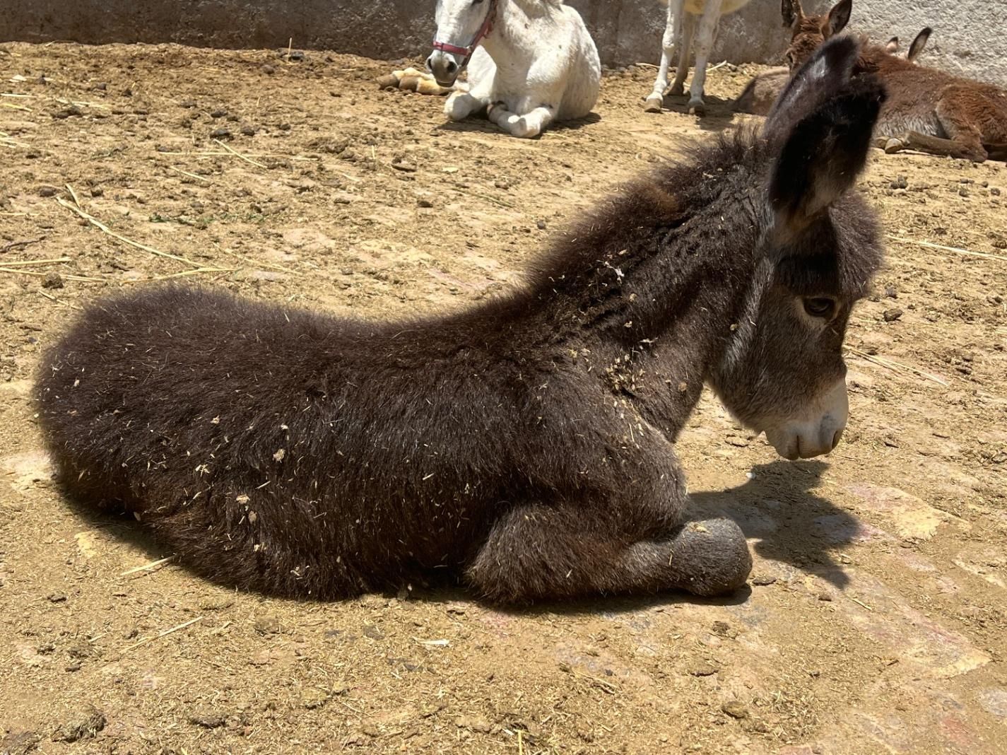 شیر الاغ تازه با بهترین خوراک دوشیدن در حضورخودتون|خوردنی و آشامیدنی|قزوین, |دیوار