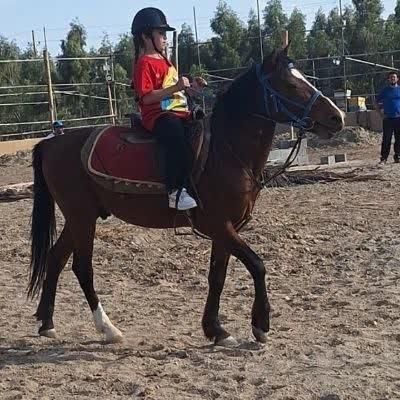 آموزش و پانسیون اسب|اسب و تجهیزات اسبسواری|پیشوا, |دیوار