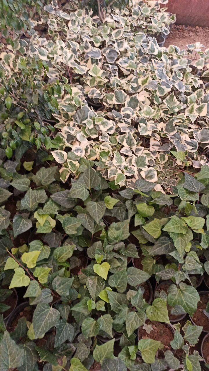 گل ناز گوشتی باغچه ای آپارتمانی،رزماری شمشاد،ترون|گل و گیاه طبیعی|تهران, افسریه شمالی|دیوار