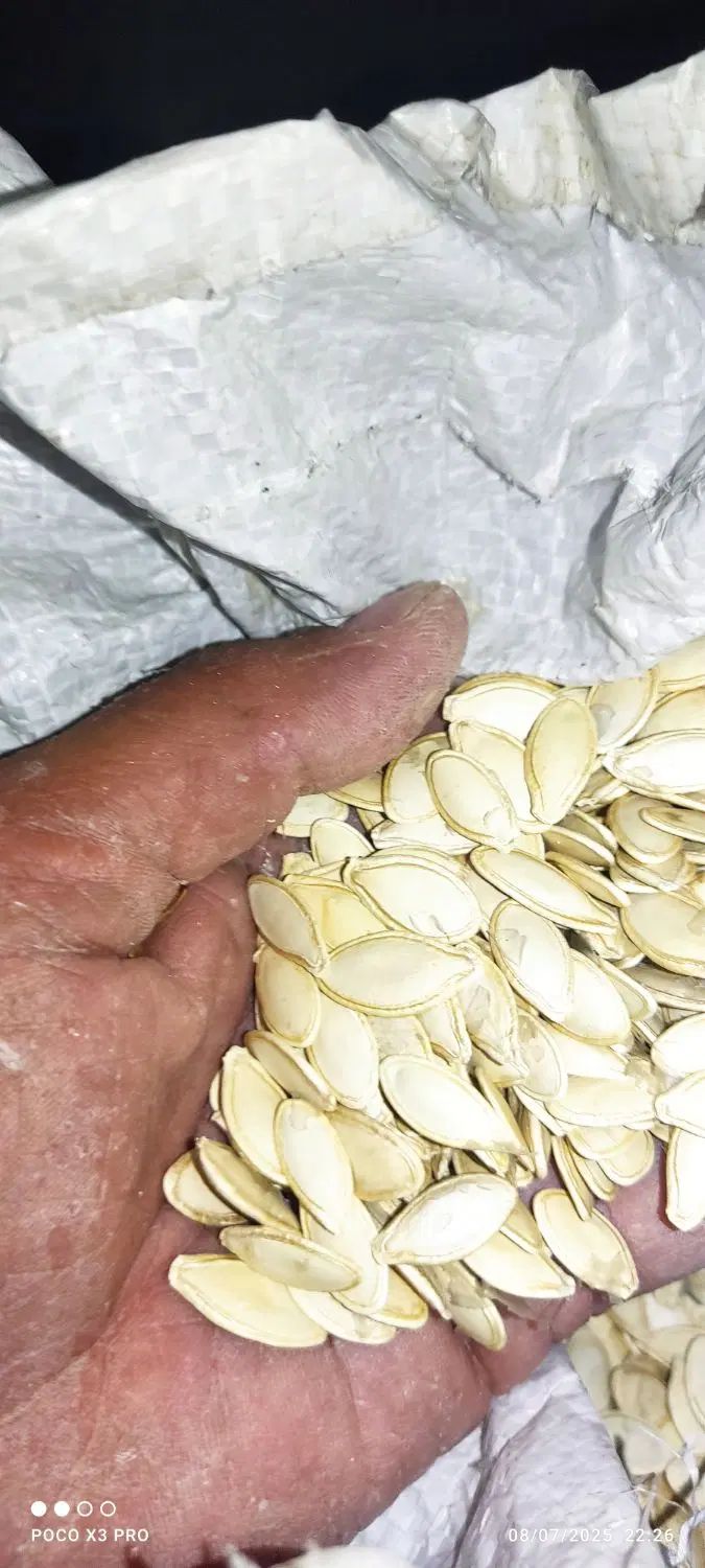 تخم کدو|خوردنی و آشامیدنی|اصفهان, امین‌آباد|دیوار